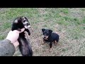 german jagdterrier | ferret bait, hunting