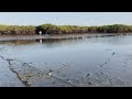 Pesca para preparar tacos