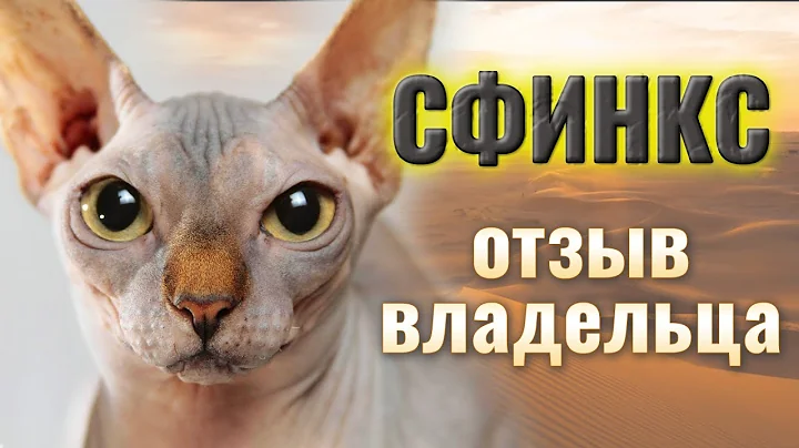 Video 10734281: canadian sphynx cat, amazing sphynx cat