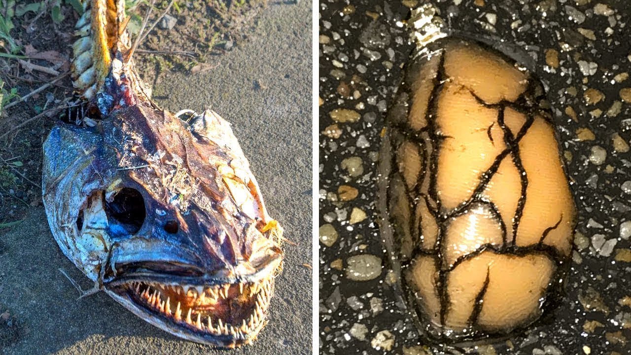 Bizarre Things Discovered on the side of the Road