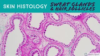 Sweat glands under microscope (skin adnexa histology anatomy eccrine apocrine sebaceous hair)