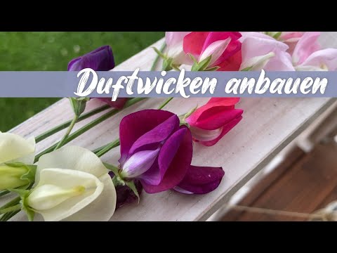 Video: Haben Edelwicken tiefe Wurzeln?