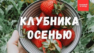 картинка: Обработка клубничных грядок осенью | Мульчирование клубники | Органическое выращивание клубники 🍓🍓🍓