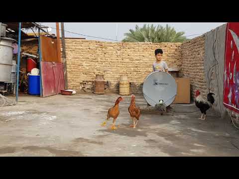 اقوى ديج في العالم شاهد وشوف