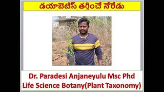 49.డయాబెటిస్ తగ్గించే నేరేడు | Jamun |Powder |Juice |Bio Diversity|Indian Native Plants