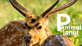 animals 4k | jungle safari | animal cams  | live animal video relaxing sound