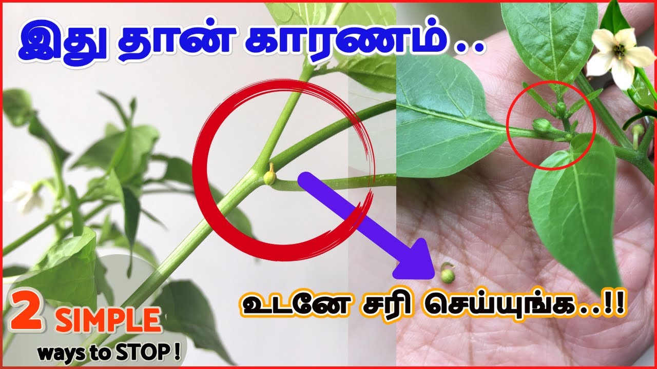மிளகாய் செடி மொட்டுக்கள் பூக்கள் விழுகிறதா இதை செய்யுங்க! Stop chilli