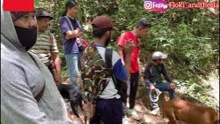 PITBULL DOGS HUNT PIGS FROM JAKARTA TO WAJO, SOUTH SULAWESI