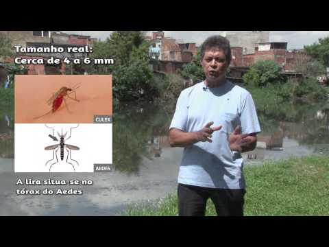 Vídeo: Diferença Entre Anopheles E Aedes