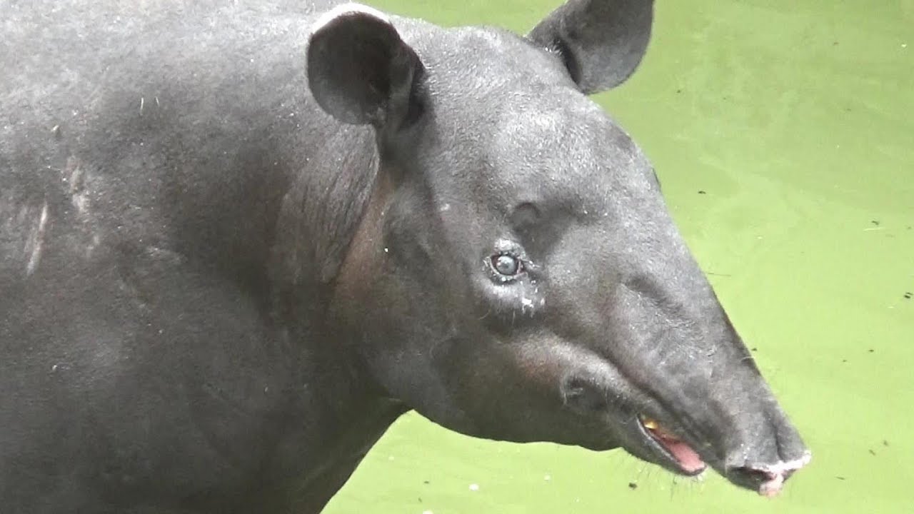 Cute Malayan Tapir Family 23 マレーバク一家の日常 多摩動物公園 Youtube