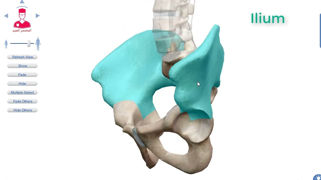 تشريح الحوض (3d) || Anatomy of the pelvis