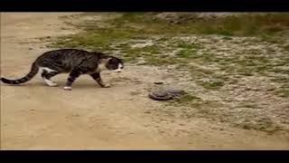 FEARLESS CATS - CAT VS SNAKE BATTLE - Who wins ???