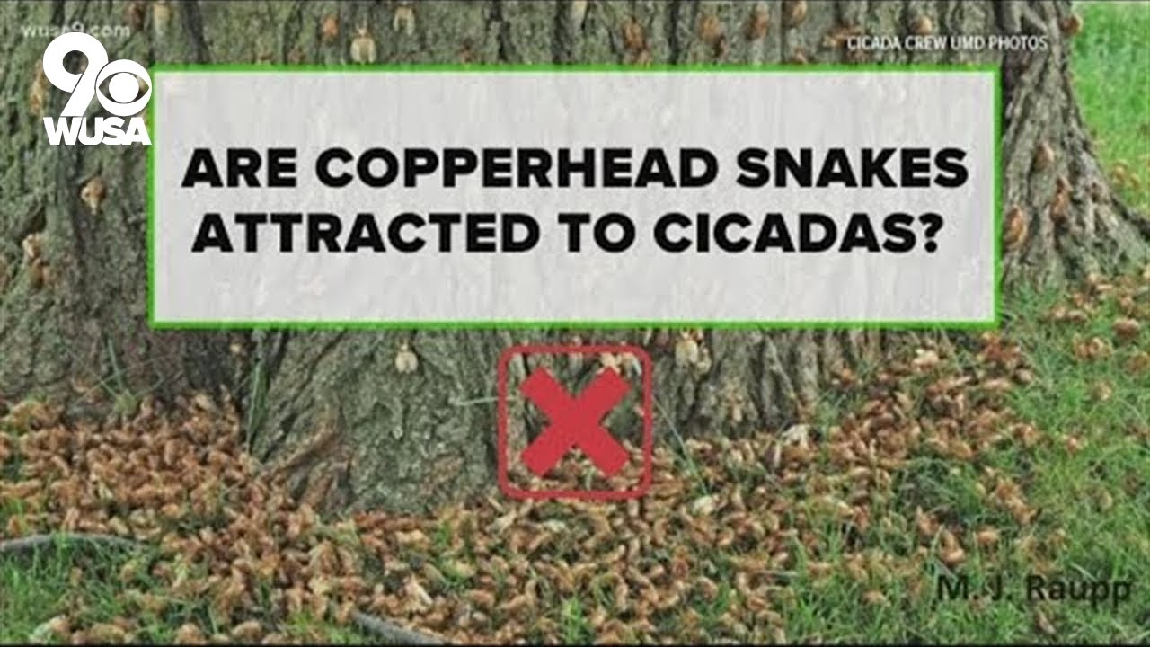 Do cicadas attract copperhead snakes? YouTube