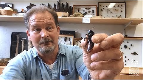 A Museum of Bugs?! Learn about insects with Education Officer Chris Jarvis
