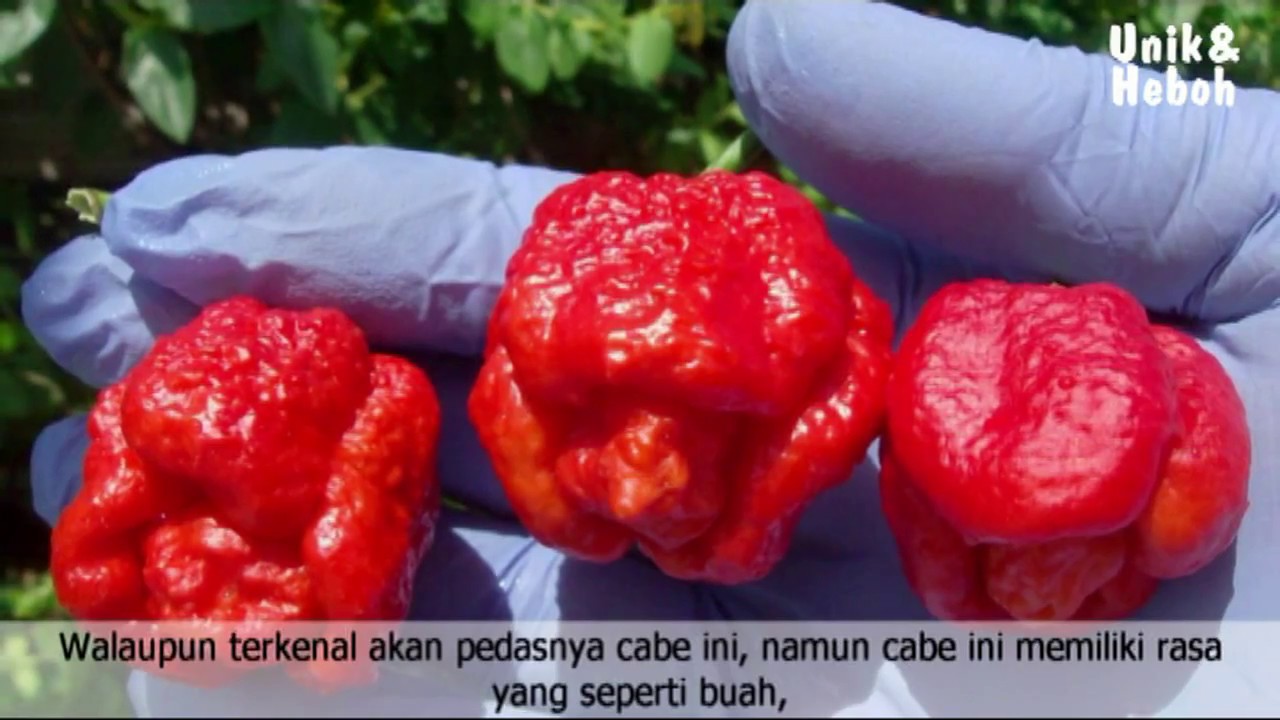 Inilah 10 Cabe Terpedas Di Dunia Youtube