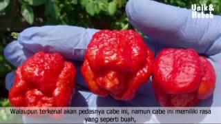 Inilah 10 Cabe Terpedas di Dunia