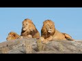 Lion wild animal  zedd stock  free stock 4k