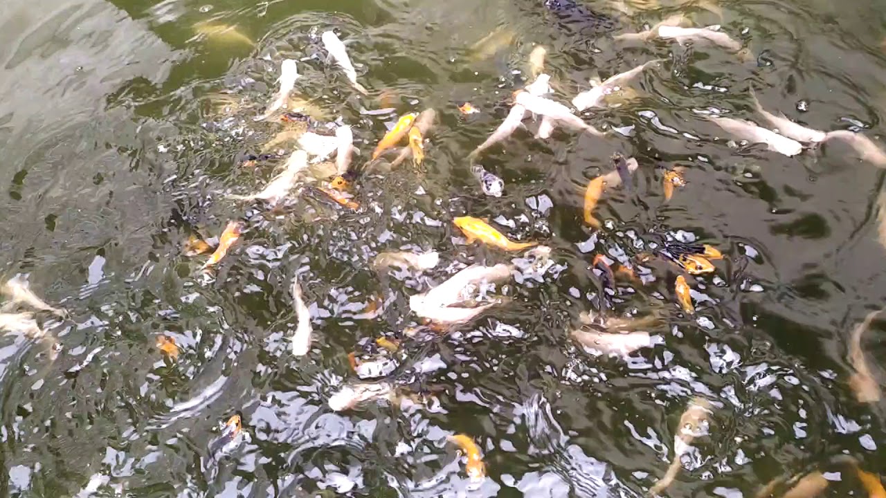 Budidaya ikan patin albino(2) 