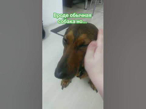 собака из икеи 😱 #scp3008 #ikea #глобальныерекомендации - YouTube