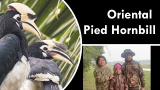 Oriental Pied Hornbill/Facts: Oriental Pied hornbill/Birding/Bird identification/Hornbill/4K Video screenshot 5