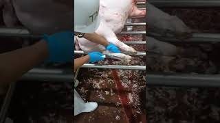 Lady butcher -Introduction & Demonstration of Slaughtering Operation