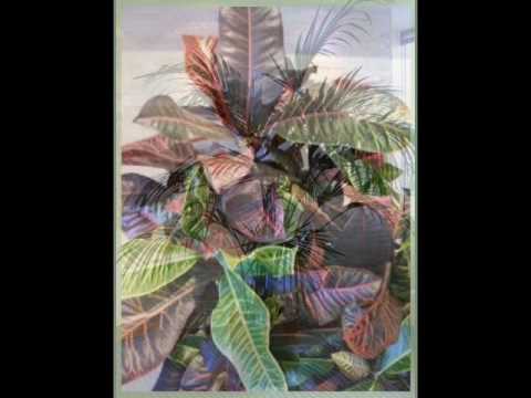  San  Francisco  Indoor Plants  Plant  Options 2 YouTube