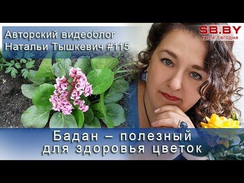 Бадан – полезный для здоровья цветок