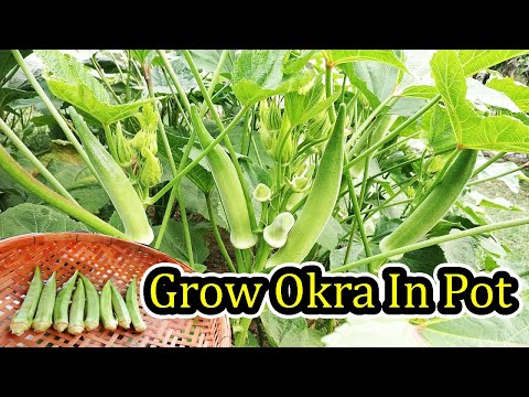 Video: Growing Okra as an Ornamental - Kan du dyrke okra i potter eller blomsterbed