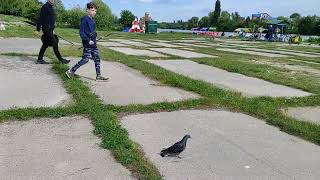 Голубь С Леской На Ноге 😱🧐Спасение Птицы 🐦 На Плитах Озера 😮🏊 Доброе Дело 🦢❤️ Украина 🇺🇦 Винница