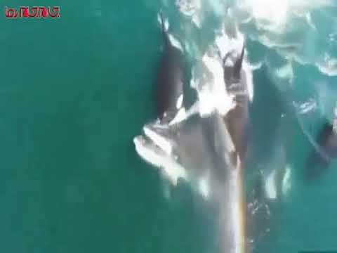 تصویری: نهنگ های قاتل چند بار به انسان حمله می کنند؟