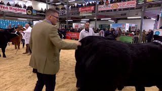 Bustach o Darw Limousin - dosb 2 | Steer Sired by Limousin - class 2