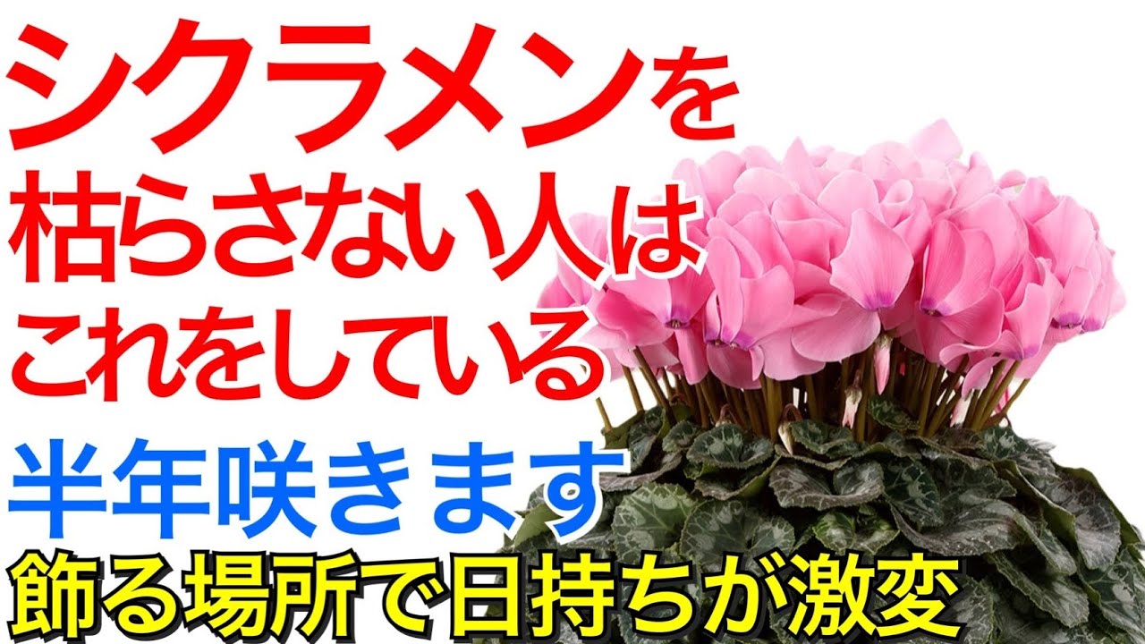 シクラメンを枯らす人は見てください すぐに枯らさない人になります シクラメンの正しい育て方 水やりの方法 肥料のやり方 ガーデニング 園芸 シクラメンの育て方 Youtube