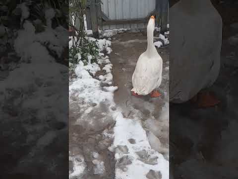 Гуси возмущены такой погодой #winterbirds #goose #farmlife #animals #winter #животные