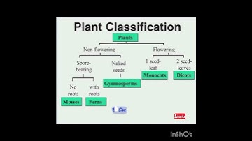 plants classification