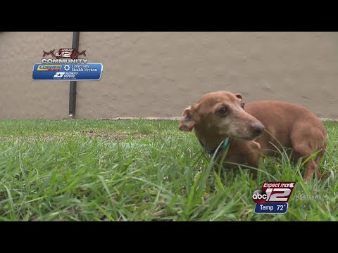 Video: A Texas Dachshund Rescue Meningkatkan Adoptions Dengan Bantuan Sedikit Dari Jurugambar Pro