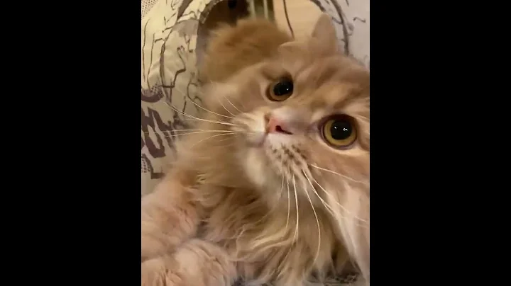 Video 3093301: kitten collection cats, fun pet cats entertainment, cats pets animals fun, cat pet animals beautiful, pet cats entertainment amazing, cute beautiful cats pets, cat adorable animals pet