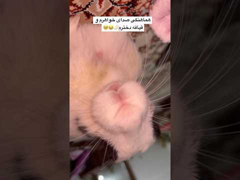 هماهنگی تصویر و صدای ابجیم عالیه خرگوش بامزه فان اکسپلور   