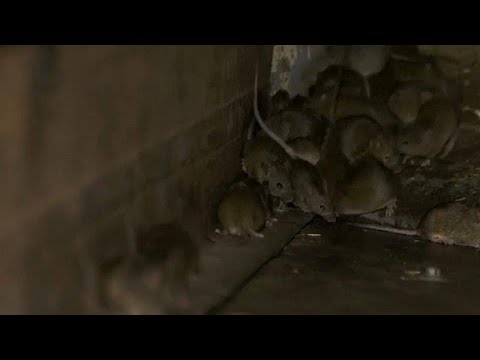 Video: ¿Todavía existen los cazadores de ratas?