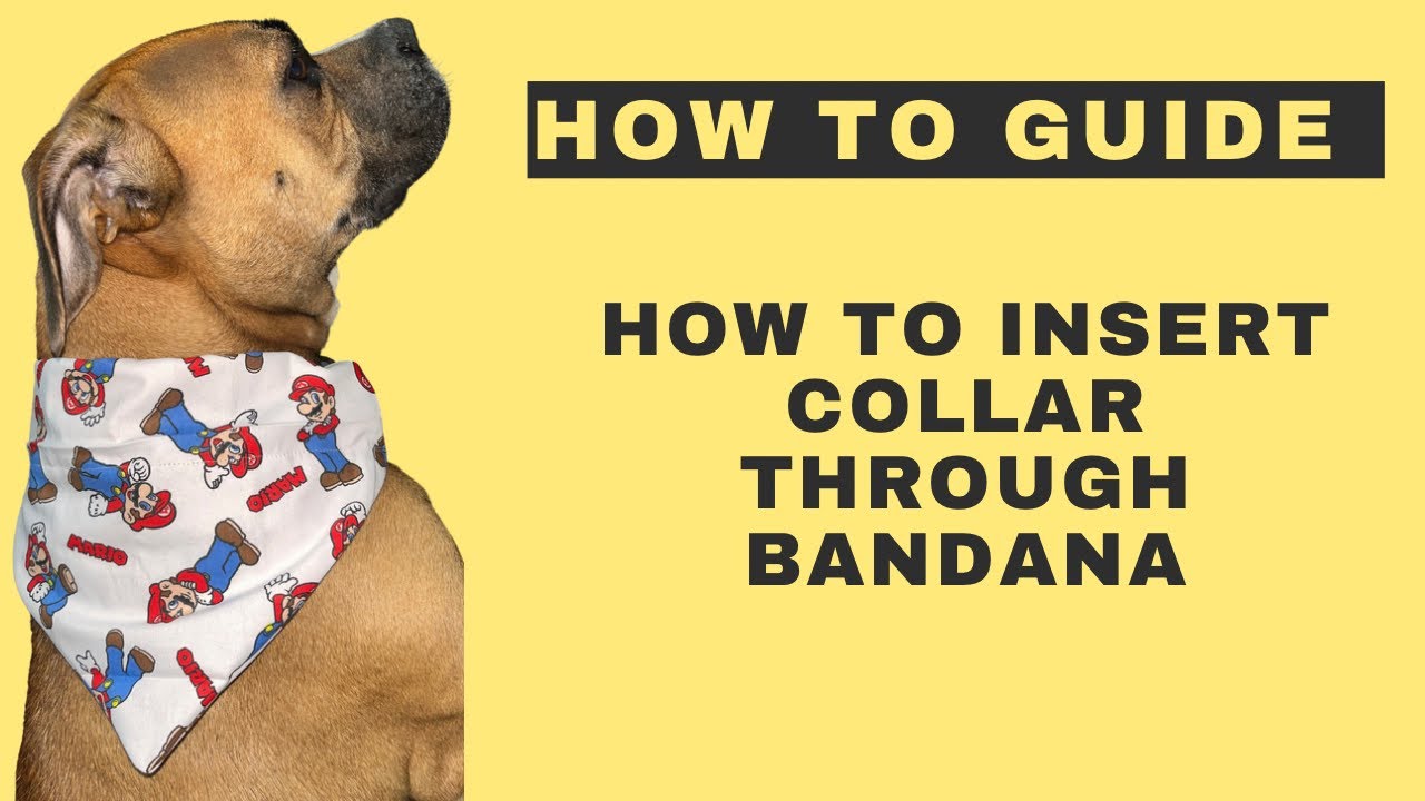 How to insert collar through Dog Bandana YouTube