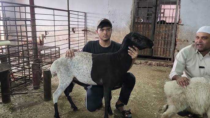 Uchlik jinsiy aloqa video swing yosh Rus etuk lezbiyen yosh qizlarni yaxshi koradi