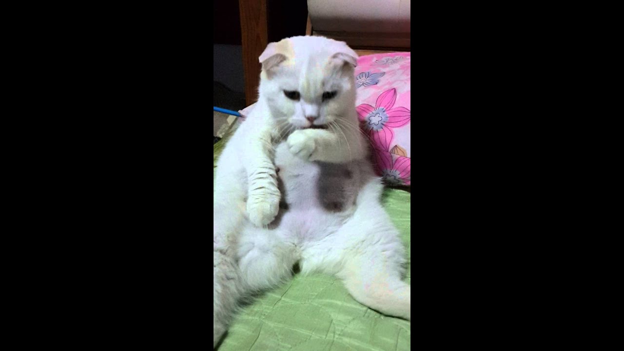 Scottish foldPregnant cats licking themselves clean.แมวท้องCatCute