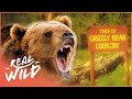 Unbelievable Bear Attack Survivors | Human Prey | Real Wild