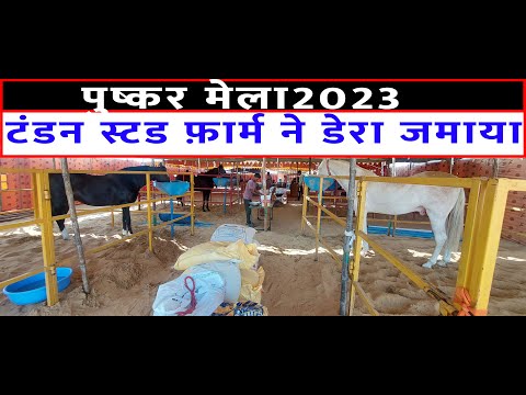 8 घोड़े लाए टंडन स्टड फार्म पुष्कर मेला बाज़ार 2023 Pushkar Horse Fair Rajasthan Horse Market Video @SANJEEVKUMARGUPTA