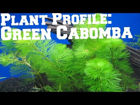 Video: Ano Ang Carolina Fanwort: Lumalagong Carolina Cabomba Sa Mga Setting ng Aquarium