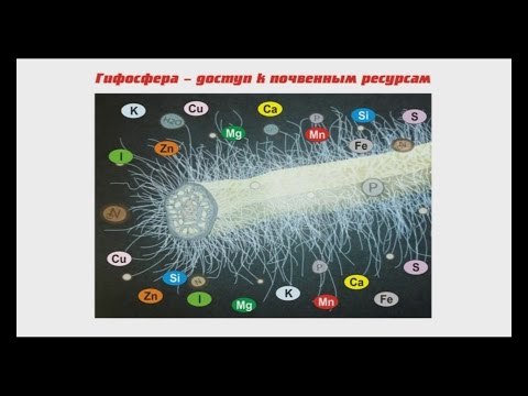 Обогащение почвы и повышение продуктивности орехоплодных с использованием микоризы