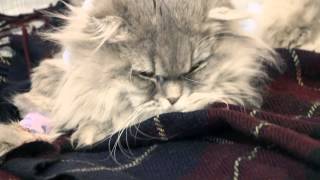 Кот после наркоза. Cat Bonya comes out of the anesthesia. Кот после наркоза. Cat Bonya comes out of the anesthesia.