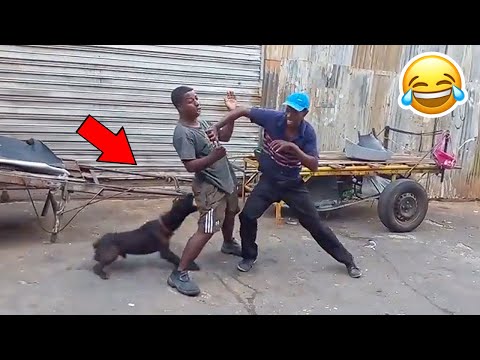 The most mischievous dogs that ever exist 🤣🤣