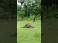 Tiger attack satakosia youtubetigerviral.chandanpradhan77viralshortshorts