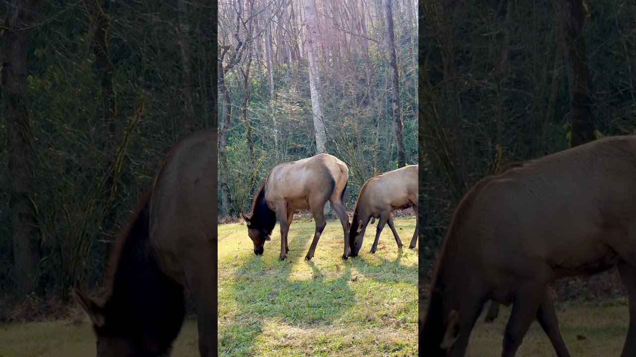 Majestic Elk Sighting 