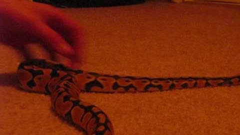 Lemon (Pastel) Ball Python Up Close & Personal